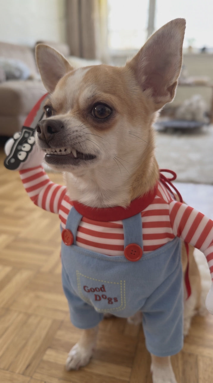 Chihuahua in the Good Dogs costume, side profile