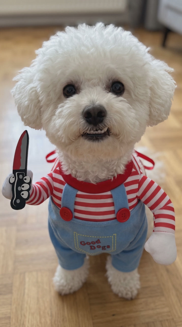 Close-up of a dog in the Good Dogs costume